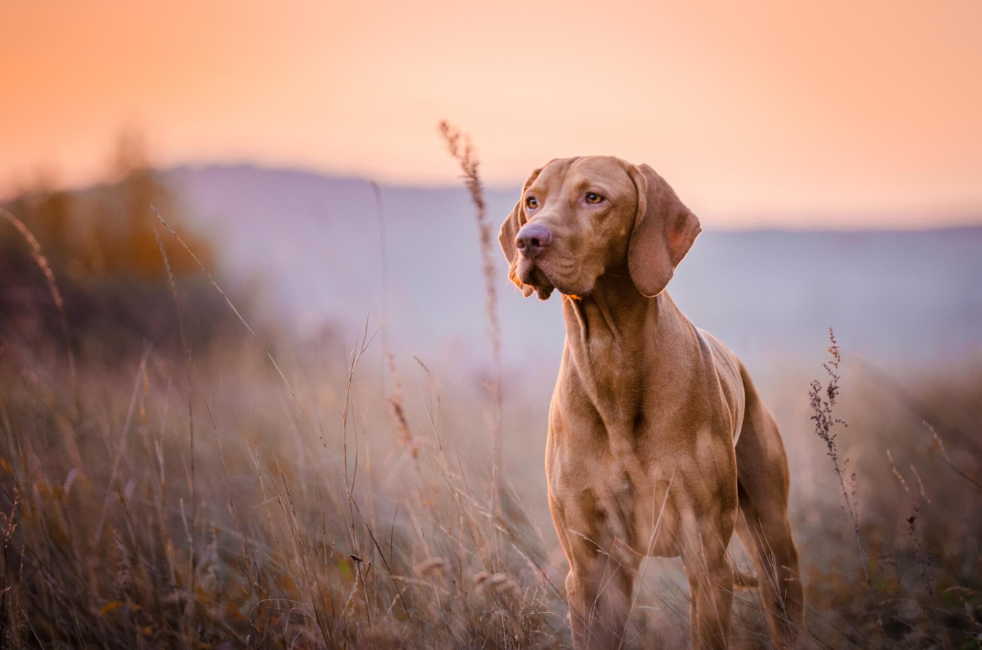 Peluquería canina para tu mascota